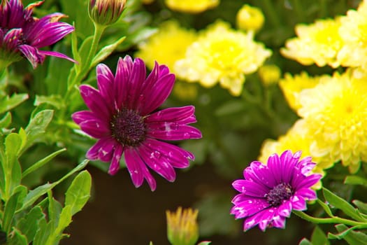 Purple African Daisy flower, Osteospermum flower on blurred background