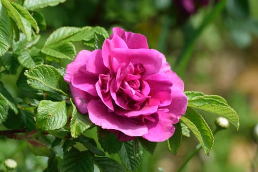 A lovely old fashioned Pink colored rose..
