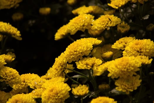 Yellow Chrysanthemum flower bankground