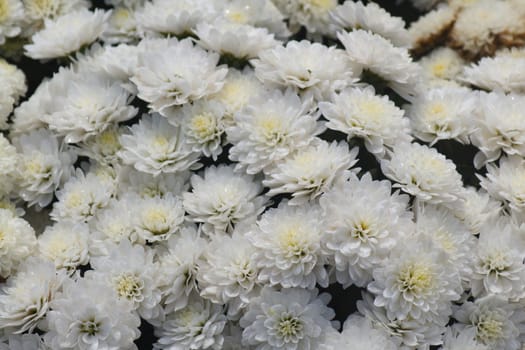 White Chrysanthemum flowers background