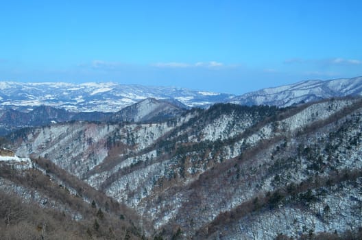 Winter Pine Tree on Mountain View