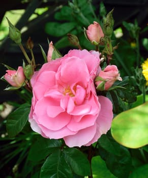 Rosa;Pink Pearl
A delightfull scented pink summer rose..
