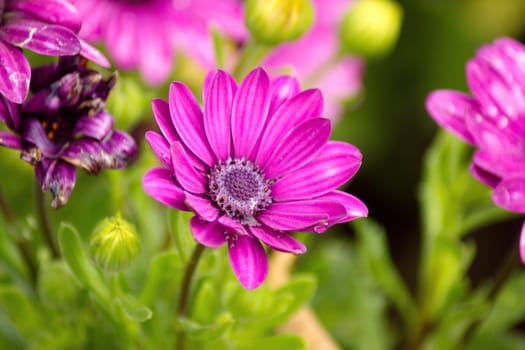 Purple African Daisy flower, Osteospermum flower on blurred background
