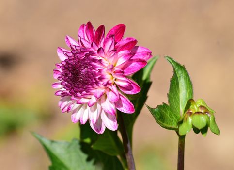 Dahlia.
This is a beautiful summer  flower, vibrant and colorful a stunner in the garden, or as a cut flowerin the house.

