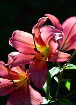 Contre Jour portrait of full flowering lily.
