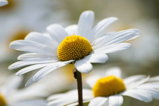 White daisy portrait in close up.