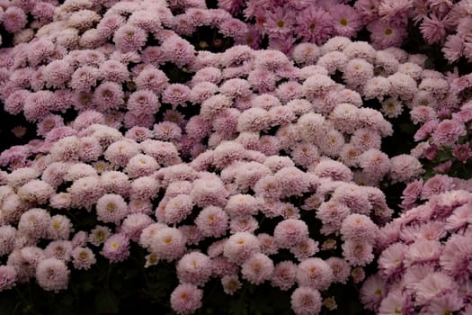 Purple Chrysanthemum Flowers background