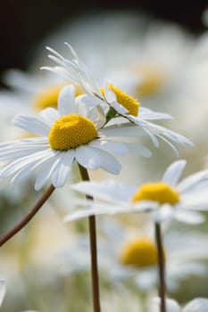 White daisies portrait in close up.