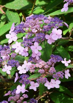 Hydrangea.
This is a beautiful summer  flower, vibrant and colorful, a stunner in the garden, or as a cut flower in the house.

