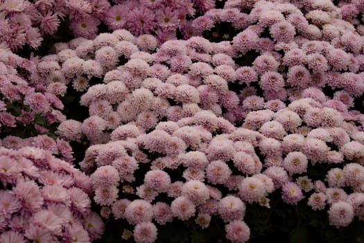 Purple Chrysanthemum Flowers background