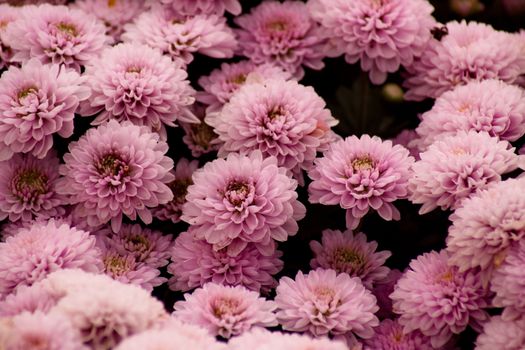 Purple Chrysanthemum Flowers background