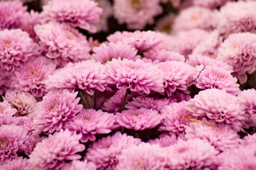 Purple Chrysanthemum Flowers background