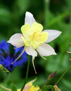 Aqualegia..

This is a beautiful summer  flower, vibrant and colorful a stunner in the garden, or as a cut flower in the house.

