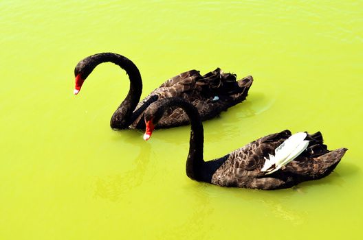 Couple Black Swans swim in the yellow water lake