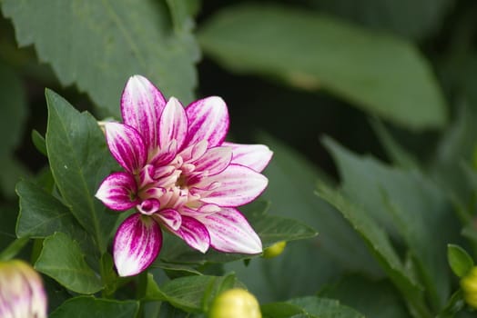 Pink Dahlia flower on blurred background