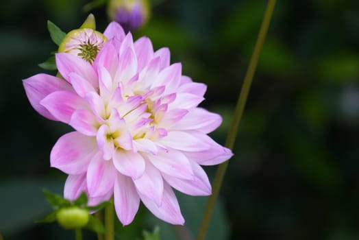 Pink Dahlia flower on blurred background