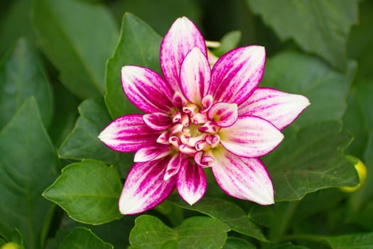 Pink Dahlia flower on blurred background