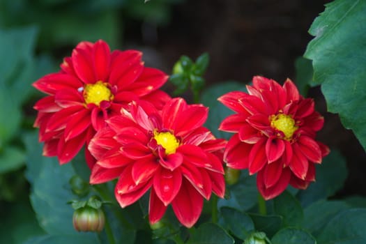 Dahlia flower on blurred background