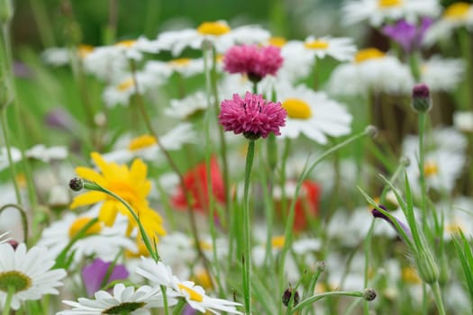 Floral display in an English country cottage garden, so typical of the genre.