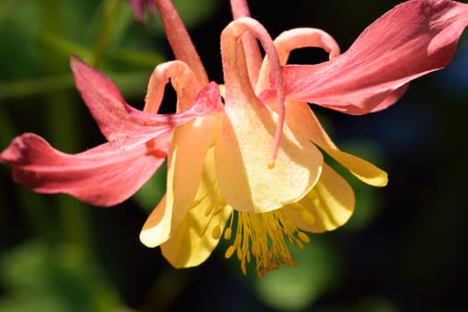 Close up macro shot of a pink and yellow Aqualegia.