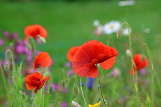 Beautiful and vibrant bright red poppy  against natural backdrop.