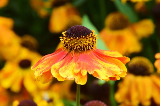 Hellenium.
This is a beautiful summer  flower, vibrant and colorful, a stunner in the garden, or as a cut flower in the house.

