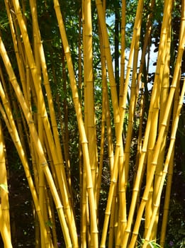 Bamboo.
These yellow colored bamboo positively glow in the summer sun.