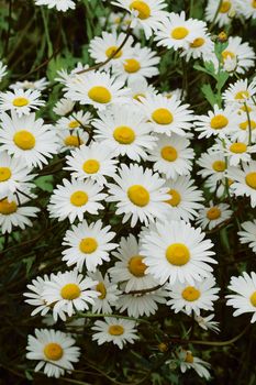 White daisies in close up.