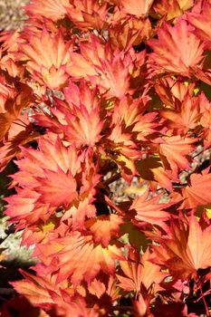 Beautiful image of russet colored leaves framed with the Autumn sun shining through them, a stunning sight.