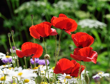 .Photograph taken in an English Country Cottage garden, demonstrating the colors and vibrancy of such a flower border.