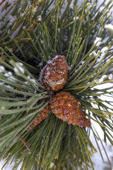 Pine cone on a branch covered with snow