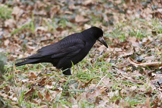 Black crow searching for food. Common crow.