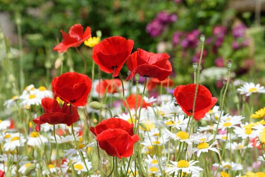 .Photograph taken in an English Country Cottage garden, demonstrating the colors and vibrancy of such a flower border.