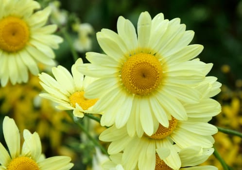 .Photograph taken in an English Country Cottage garden of a   profusely flowering yellow daisy..


