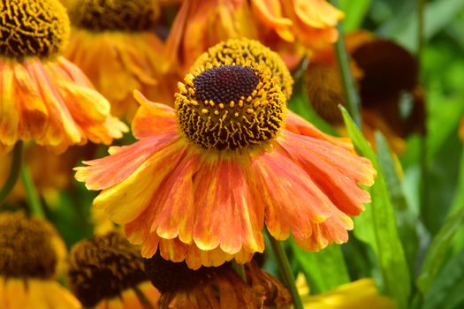 Hellenium.
This is a beautiful summer  flower, vibrant and colorful, a stunner in the garden, or as a cut flower in the house.

