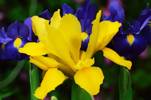 Yellow and blue Iris's in close up.