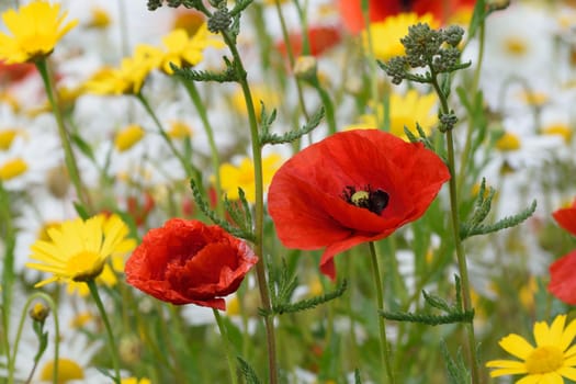 .Photograph taken in an English Country Cottage garden, demonstrating the colors and vibrancy of such a flower border.