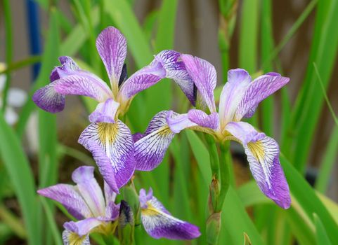 
This is a beautiful summer  flower, vibrant and colorful a stunner in the garden, or as a cut flower in the house.

