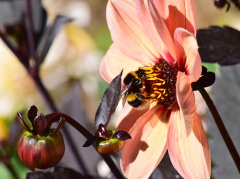 Bee hovering over Dahlia flower.
High summer and the bees are gathering pollen.