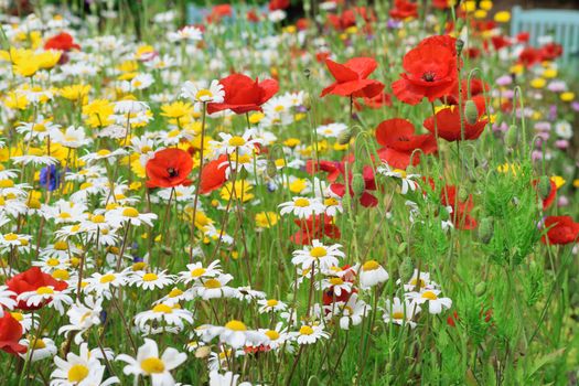 .Photograph taken in an English Country Cottage garden, demonstrating the colors and vibrancy of such a flower border.