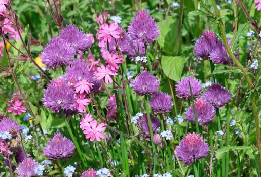 Pink Campion and Chives. Set in a Cottage garden.