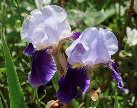 
This is a beautiful summer  flower, vibrant and colorful a stunner in the garden, or as a cut flower in the house.

