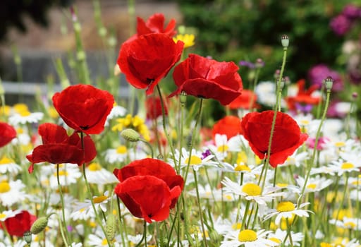 .Photograph taken in an English Country Cottage garden, demonstrating the colors and vibrancy of such a flower border.