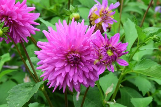 Dahlia.
This is a beautiful summer  flower, vibrant and colorful, a stunner in the garden, or as a cut flower in the house.

