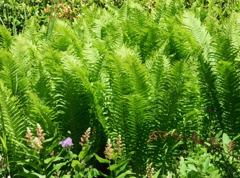 Ferns, one of the most ancient plants on the earth. Was around at the time of the Dinosaurs, millions of years in the past.