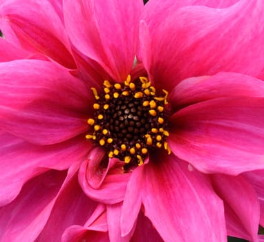 Pink Dahlia, a favourite in Cottage garden planting.

