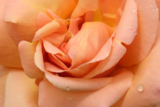 Close up of pink rose.