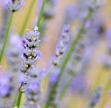 Lavender.
This is a beautiful summer  flower, vibrant and colorful a stunner in the garden, or as a cut flower in the house. The scent is renowned throught the world.

