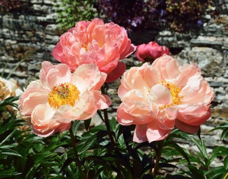 Paeonia, "Coral charm". A vibrant flowering shrub.