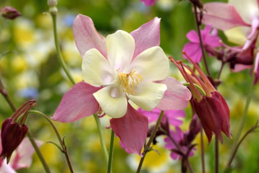 A beautiful pink and white Aqualegia flower in close up.